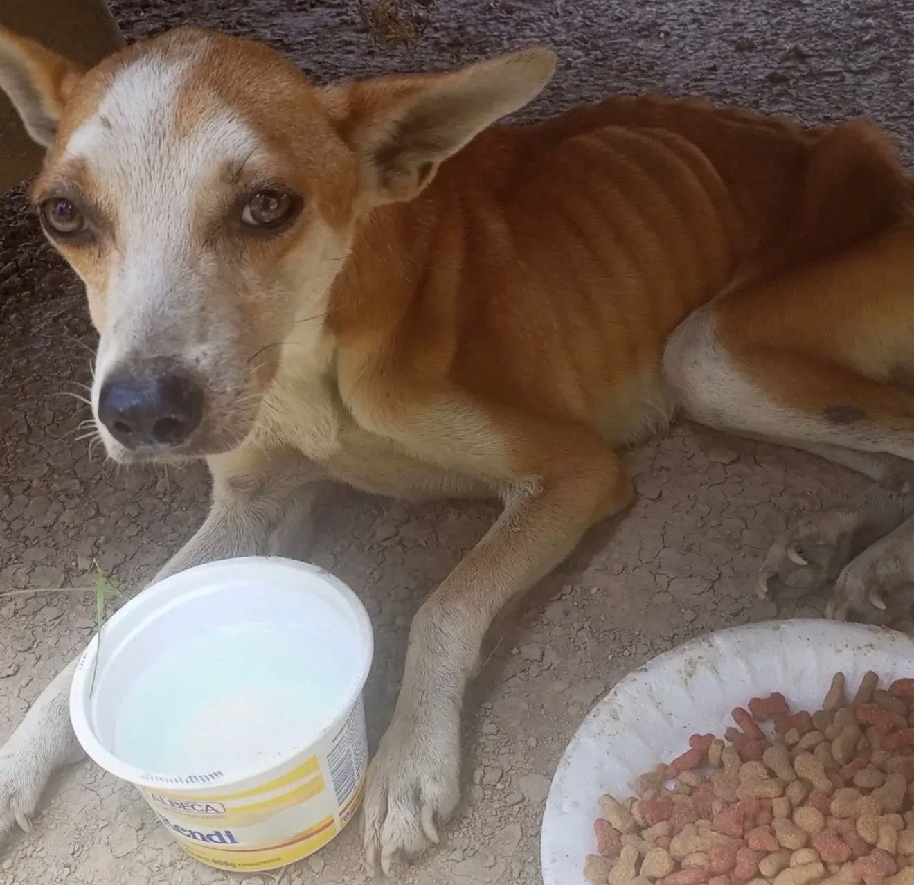 🚨🐾 URGENT : Lázaro a besoin de nous tous…