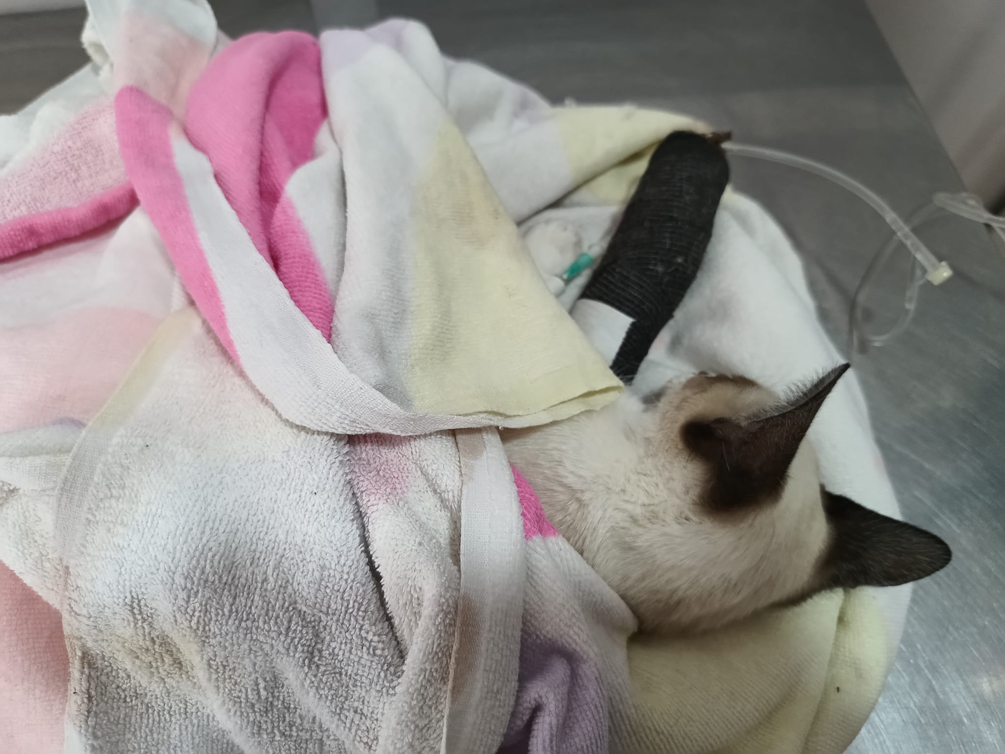 🚨 AIDE URGENTE POUR 18 CHATONS