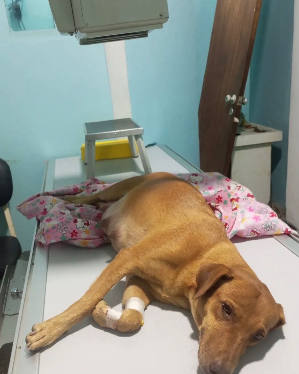 🚨 URGENT : Moringa a besoin de votre aide MAINTENANT pour survivre 😢