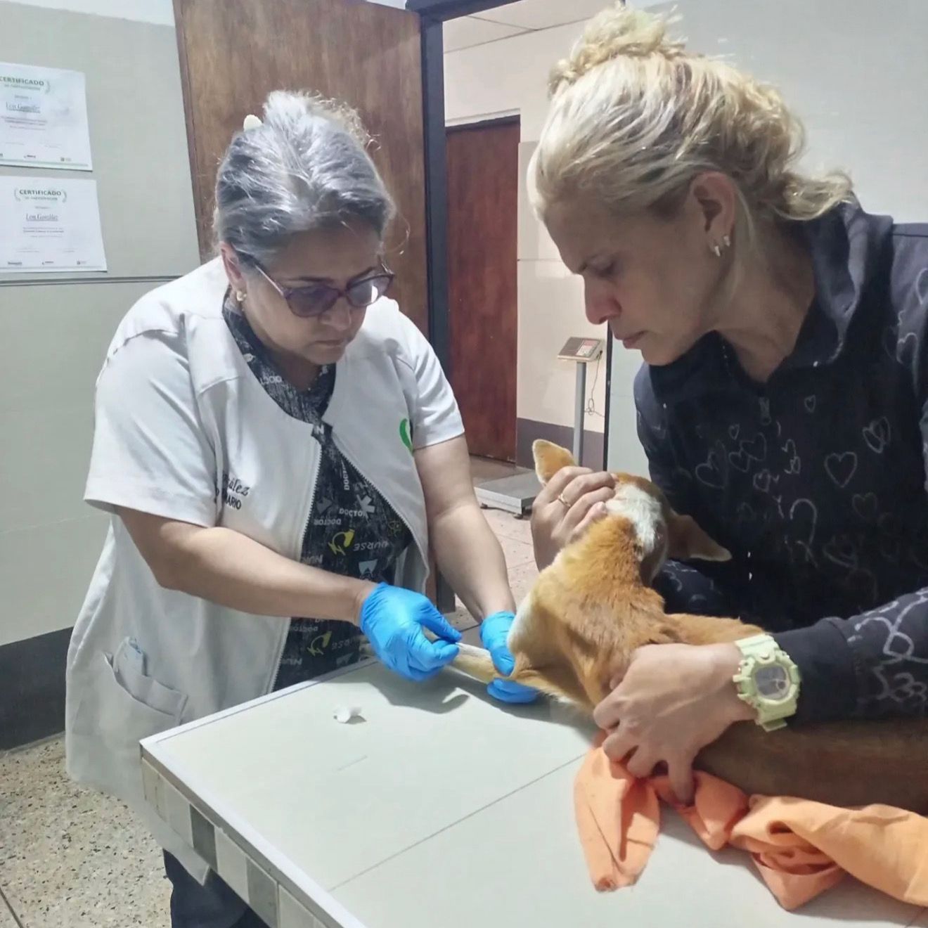 🚨🐾 URGENT : Lázaro a besoin de nous tous…
