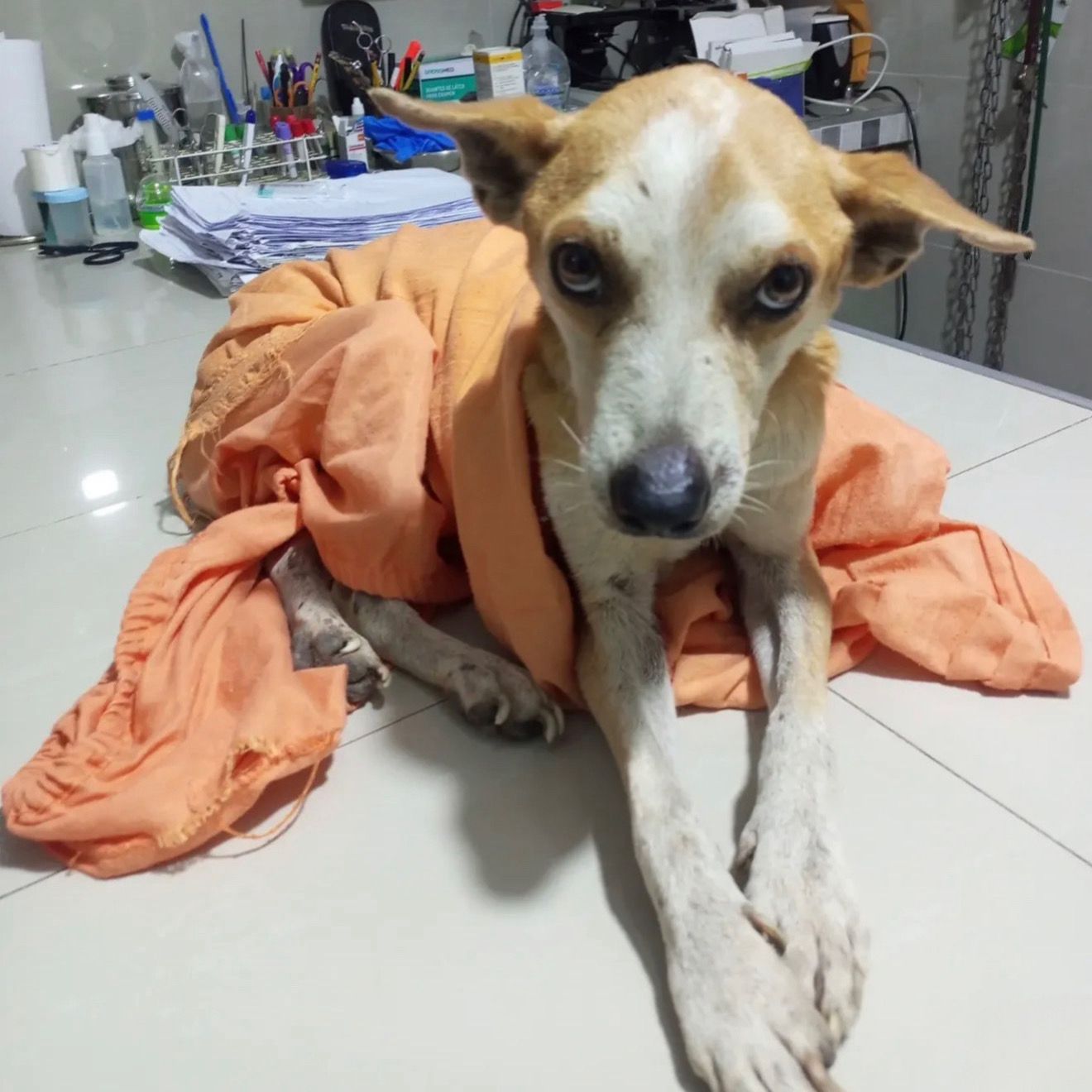 🚨🐾 URGENT : Lázaro a besoin de nous tous…