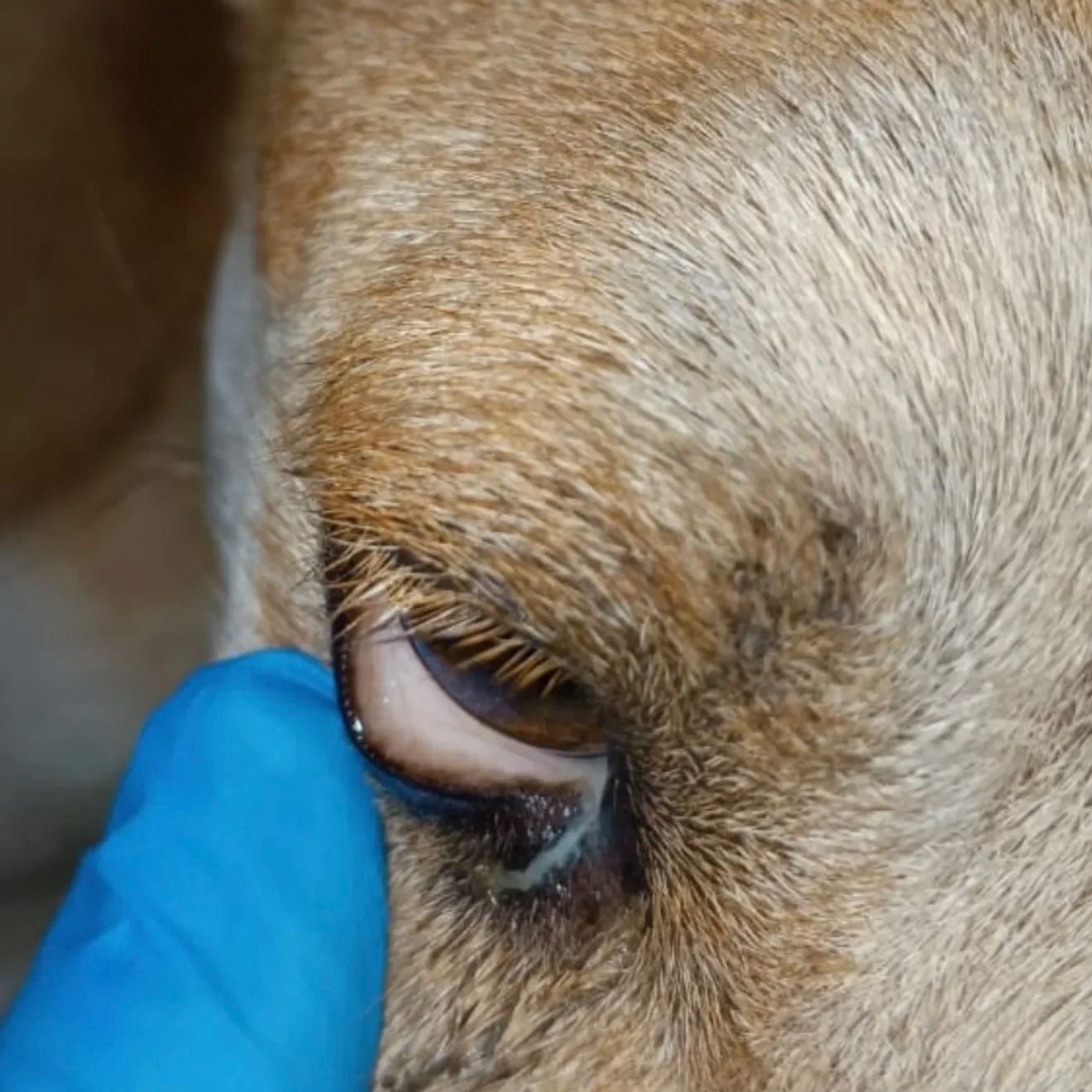 🚨🐾 URGENT : Lázaro a besoin de nous tous…