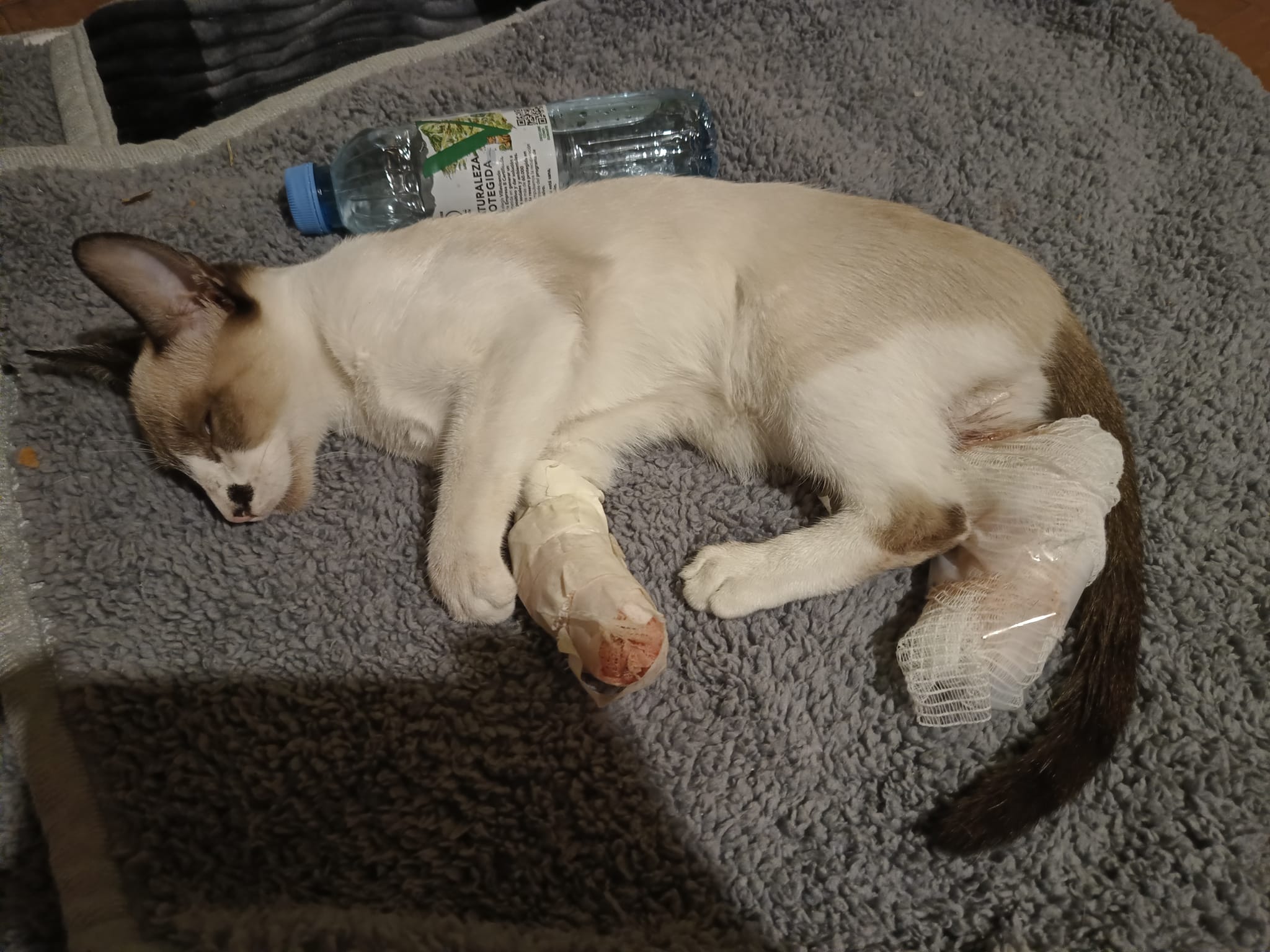 🚨 AIDE URGENTE POUR 18 CHATONS