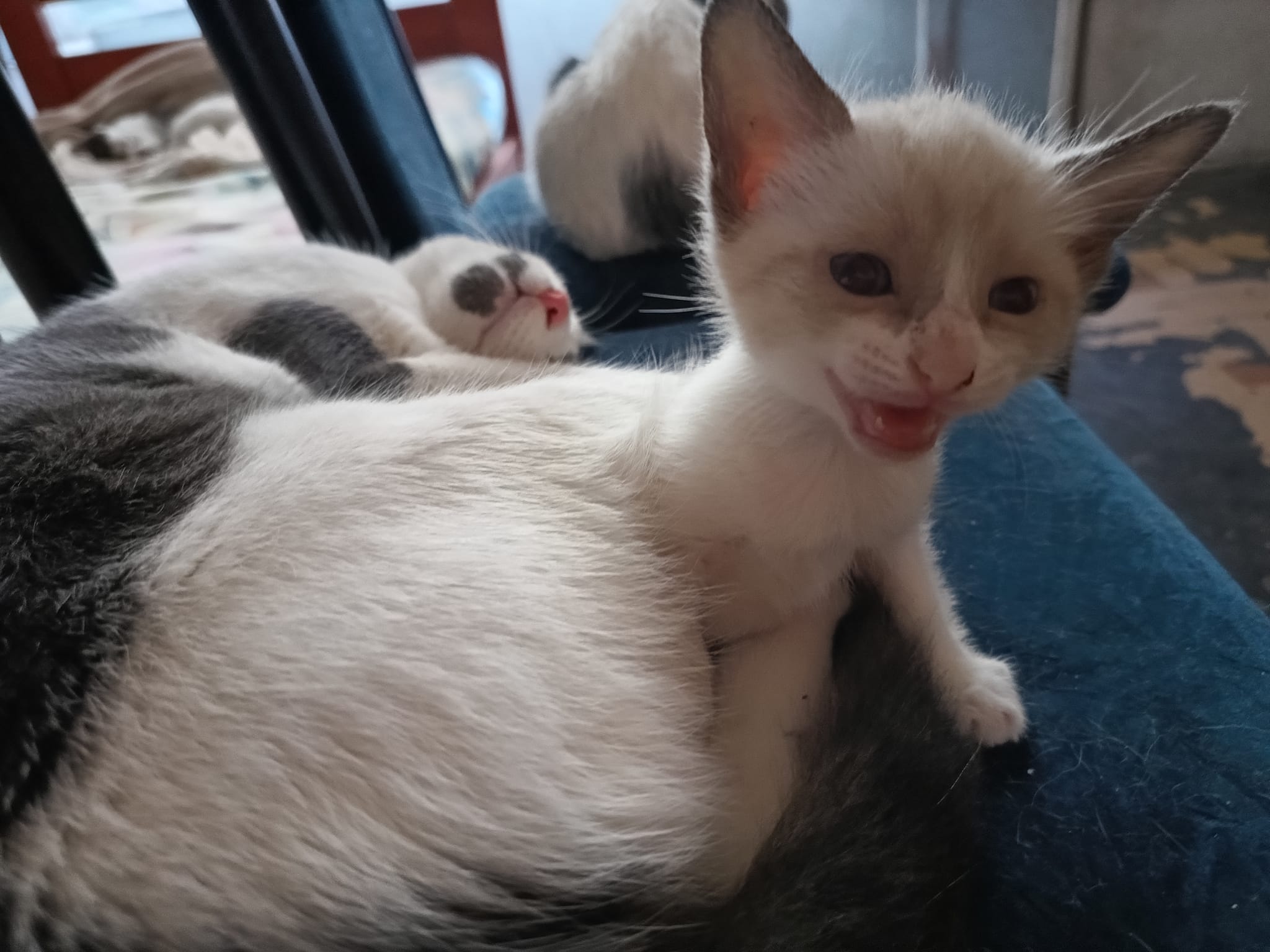 🚨 AIDE URGENTE POUR 18 CHATONS