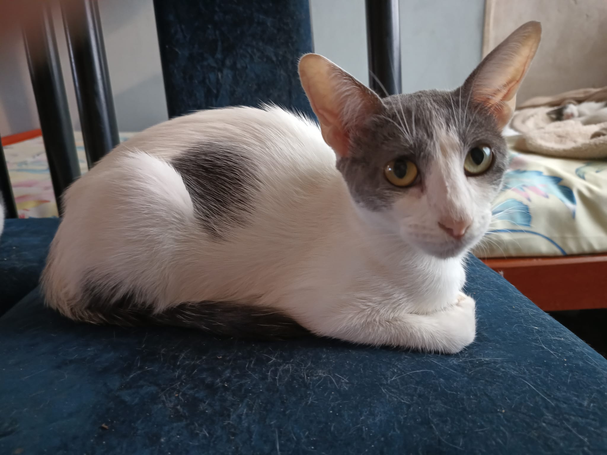 🚨 AIDE URGENTE POUR 18 CHATONS