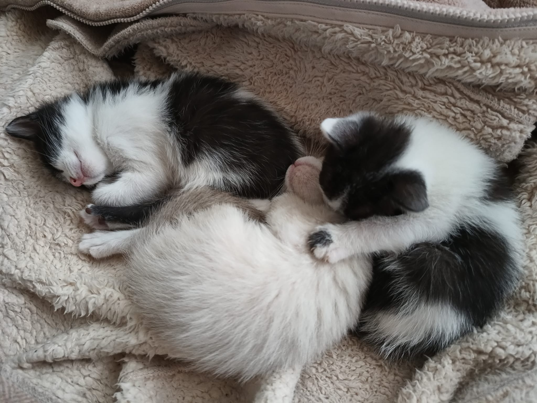 🚨 AIDE URGENTE POUR 18 CHATONS