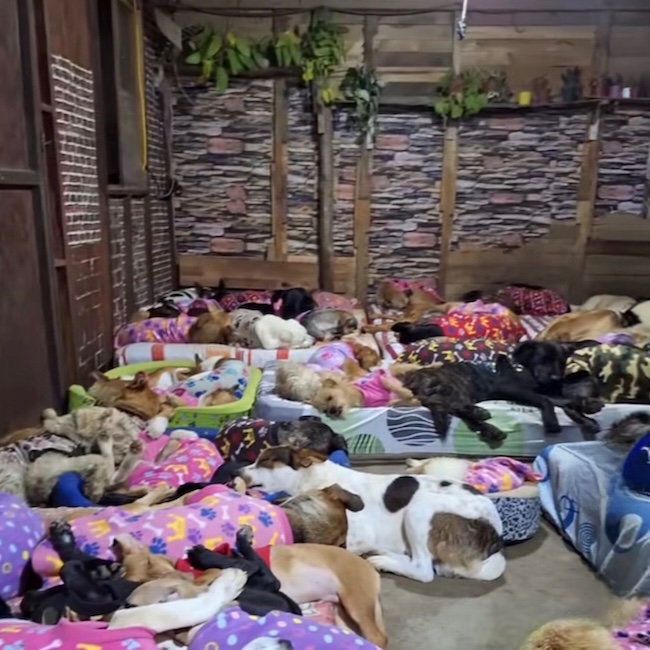 🚨 URGENT : nous avons besoin de nourriture pour nos 120 animaux innocents 🙏