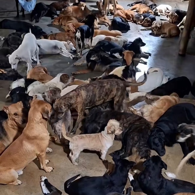🚨 URGENT : nous avons besoin de nourriture pour nos 120 animaux innocents 🙏