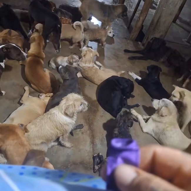 🚨 URGENT : nous avons besoin de nourriture pour nos 120 animaux innocents 🙏