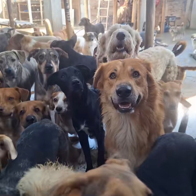🚨 URGENT : nous avons besoin de nourriture pour nos 120 animaux innocents 🙏