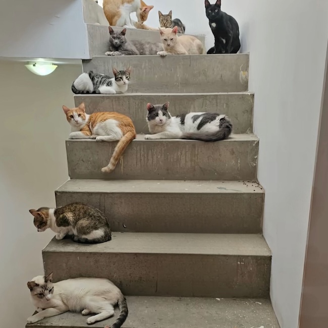 😭 AIDE URGENTE POUR MES 58 PETITS CHATS 😭