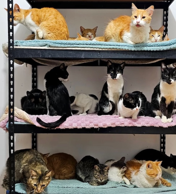😭 AIDE URGENTE POUR MES 58 PETITS CHATS 😭