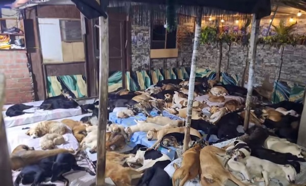 🚨 URGENT : nous avons besoin de nourriture pour nos 120 animaux innocents 🙏