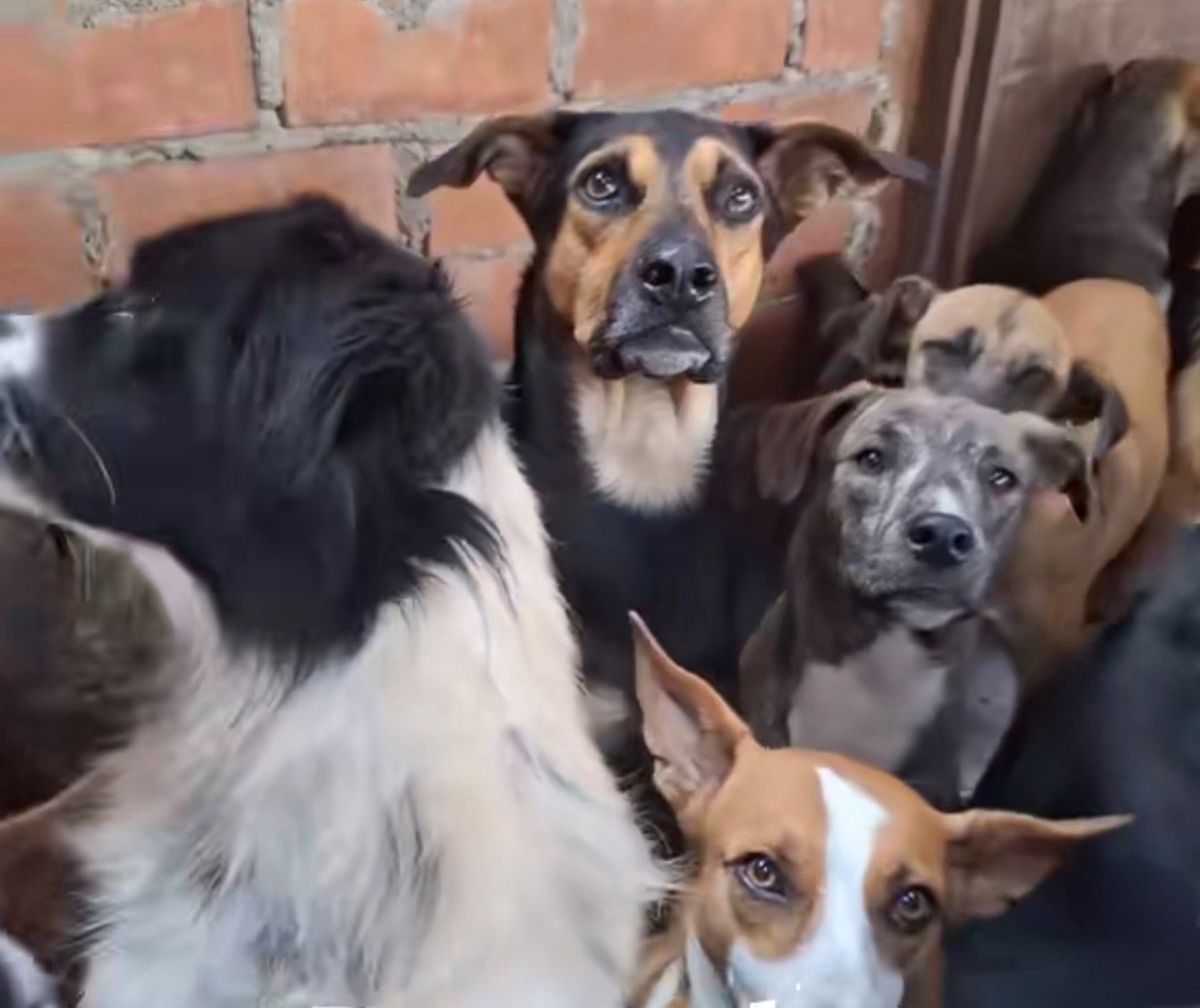 🚨 URGENT : nous avons besoin de nourriture pour nos 120 animaux innocents 🙏