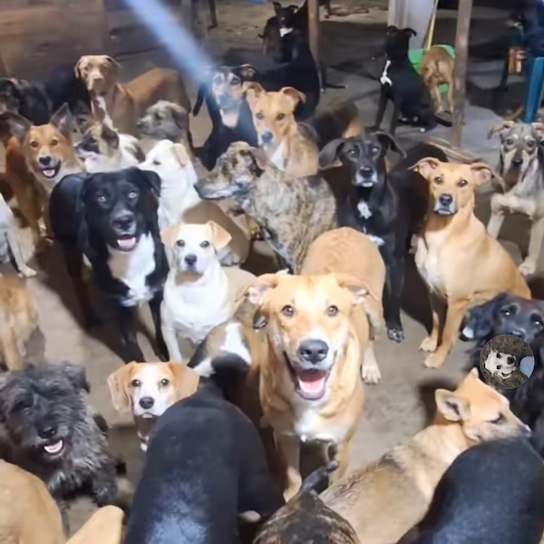 🚨 URGENT : nous avons besoin de nourriture pour nos 120 animaux innocents 🙏