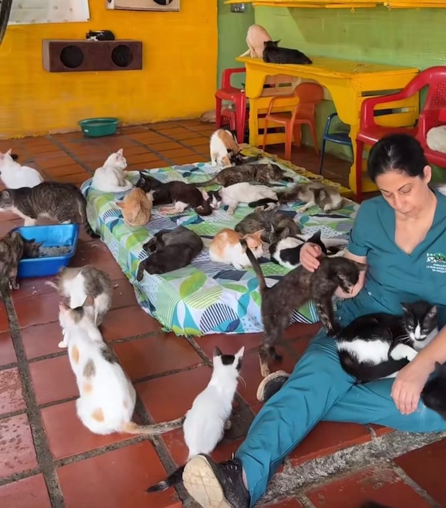 🚨URGENT : Nous avons besoin de nourriture pour nos 107 chats affamés.🐾💔