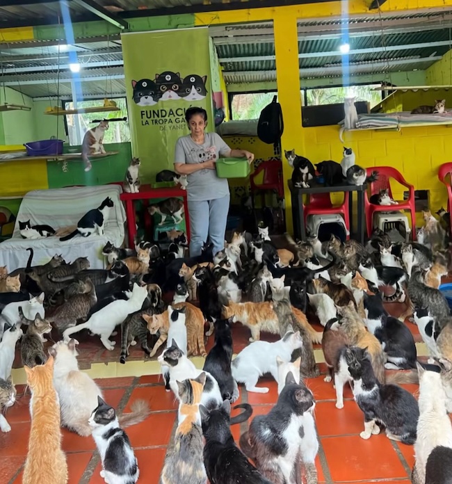 🚨URGENT : Nous avons besoin de nourriture pour nos 107 chats affamés.🐾💔
