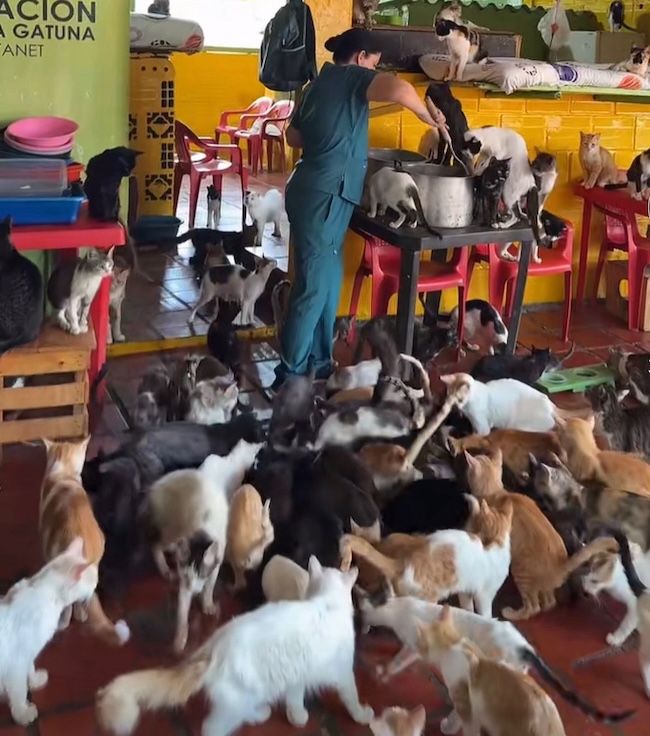 🚨URGENT : Nous avons besoin de nourriture pour nos 107 chats affamés.🐾💔