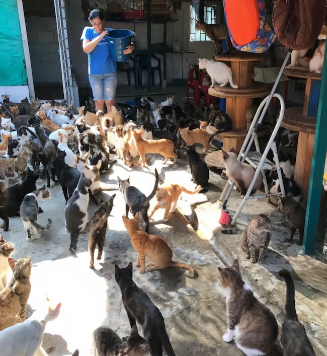🚨URGENT : Nous avons besoin de nourriture pour nos 107 chats affamés.🐾💔