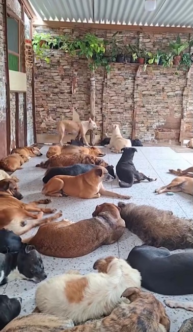 💔 Arrêtez-vous un instant… ce soir, 187 animaux innocents risquent de s’endormir le ventre vide faute de nourriture.