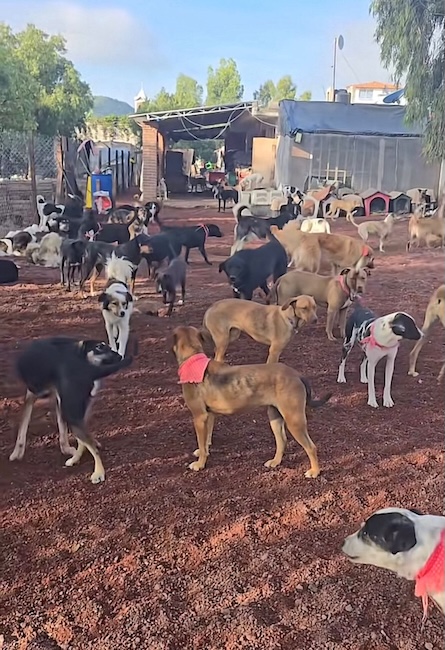 💔 Arrêtez-vous un instant… ce soir, 187 animaux innocents risquent de s’endormir le ventre vide faute de nourriture.