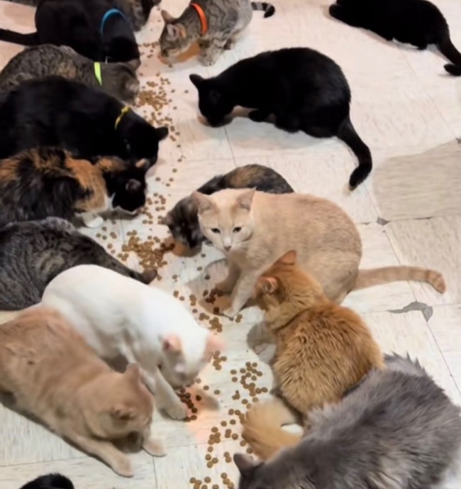 🚨URGENT : Nos 92 chats affamés ont besoin de vous aujourd’hui. 🐱💔