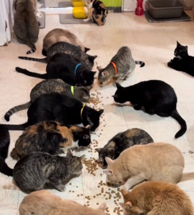 🚨URGENT : Nos 92 chats affamés ont besoin de vous aujourd’hui. 🐱💔