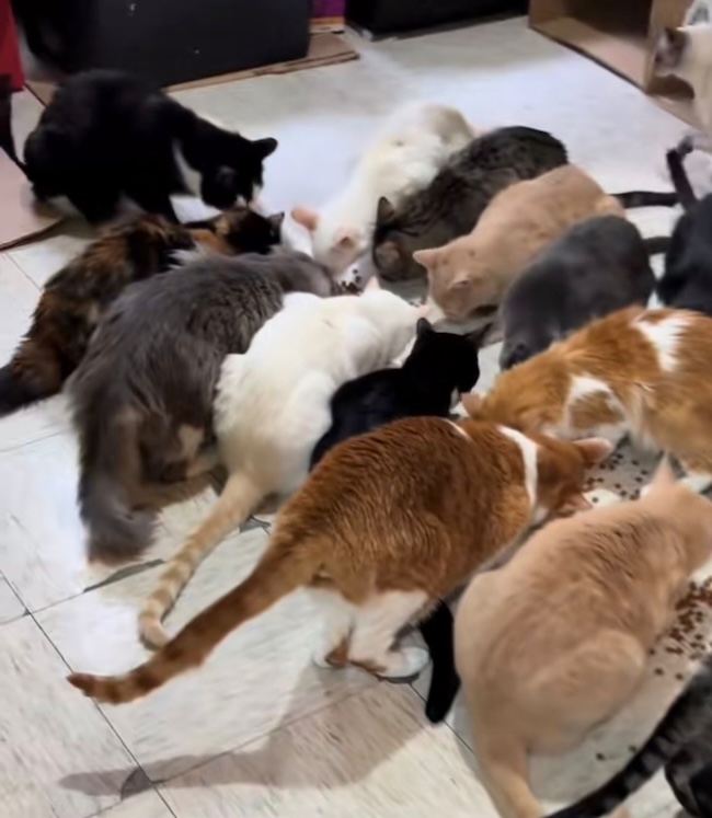 🚨URGENT : Nos 92 chats affamés ont besoin de vous aujourd’hui. 🐱💔