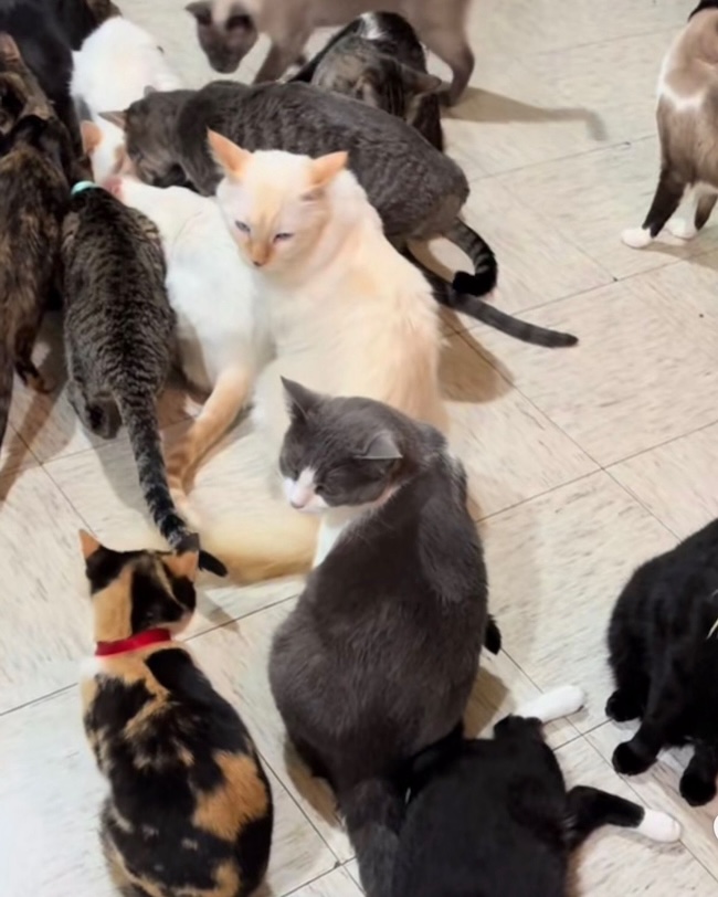 🚨URGENT : Nos 92 chats affamés ont besoin de vous aujourd’hui. 🐱💔