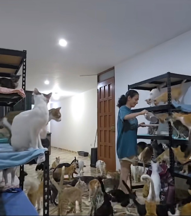 🚨URGENT : Nos 92 chats affamés ont besoin de vous aujourd’hui. 🐱💔