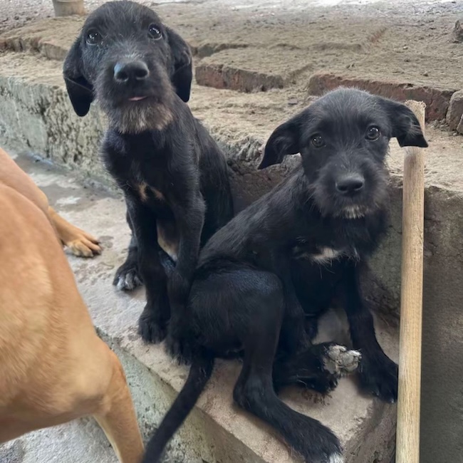 🙏 Je vous en supplie, Aidez-moi à nourrir mes 68 Animaux 💔🐾