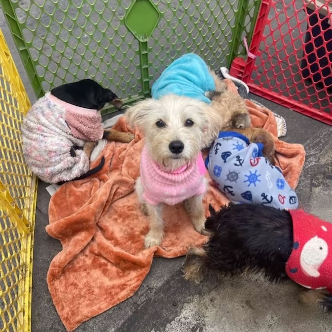 🙏 Je vous en supplie, Aidez-moi à nourrir mes 68 Animaux 💔🐾