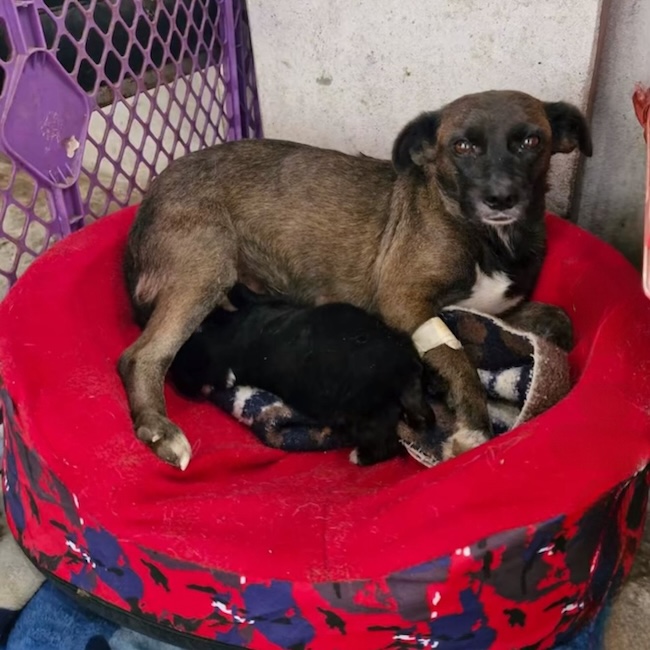 🙏 Je vous en supplie, Aidez-moi à nourrir mes 68 Animaux 💔🐾