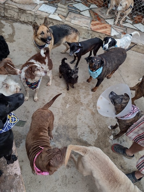 🚨 URGENT : nous avons besoin de nourriture pour nos 120 animaux innocents 🙏