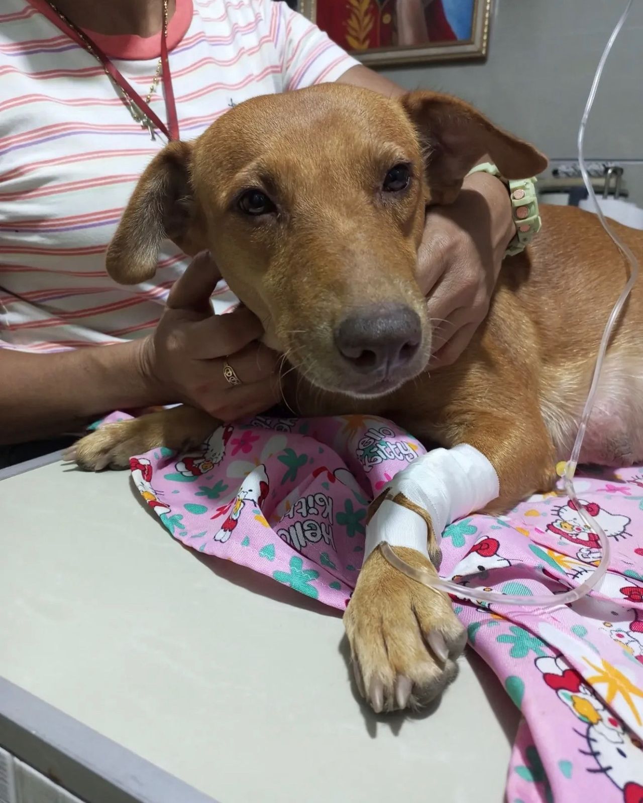 🚨 URGENT : Moringa a besoin de votre aide MAINTENANT pour survivre 😢