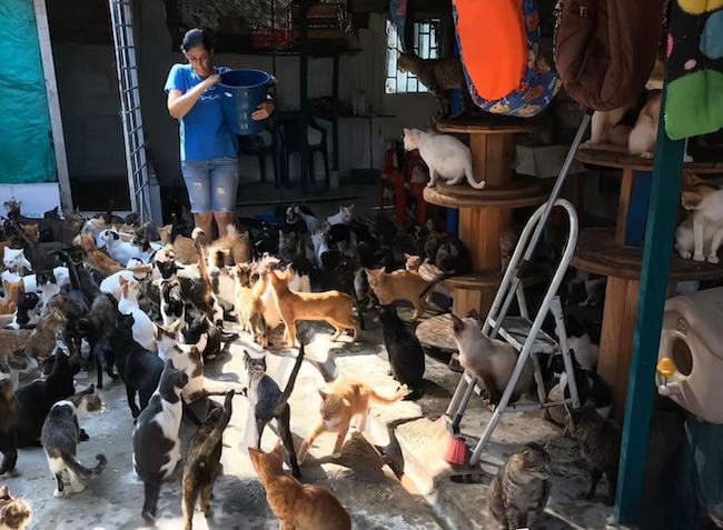 🚨URGENT : Nous avons besoin de nourriture pour nos 107 chats affamés.🐾💔