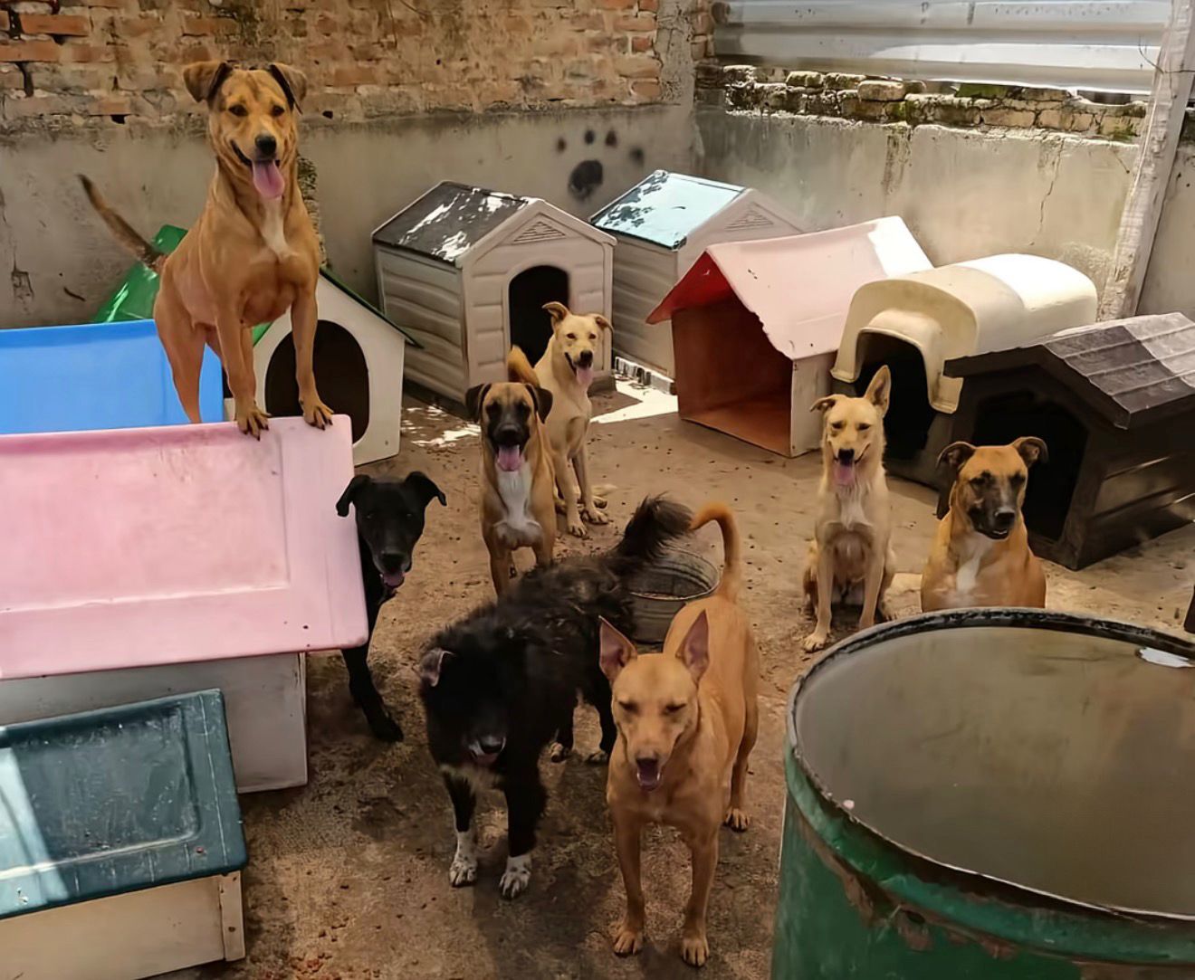 💔 Arrêtez-vous un instant… ce soir, 187 animaux innocents risquent de s’endormir le ventre vide faute de nourriture.