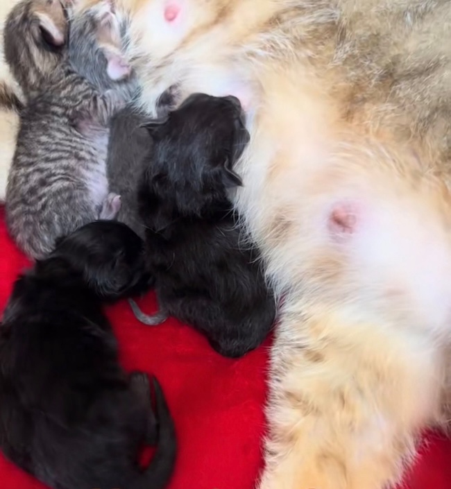 🚨URGENT : Nos 92 chats affamés ont besoin de vous aujourd’hui. 🐱💔