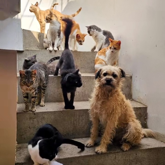 😭 AIDE URGENTE POUR MES 58 PETITS CHATS 😭