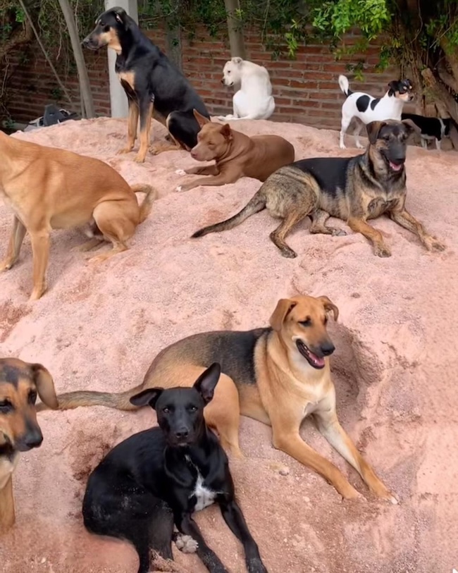 🙏 Je vous en supplie, Aidez-moi à nourrir mes 68 Animaux 💔🐾